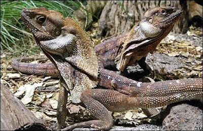 external image Frill-necked+lizard.jpg