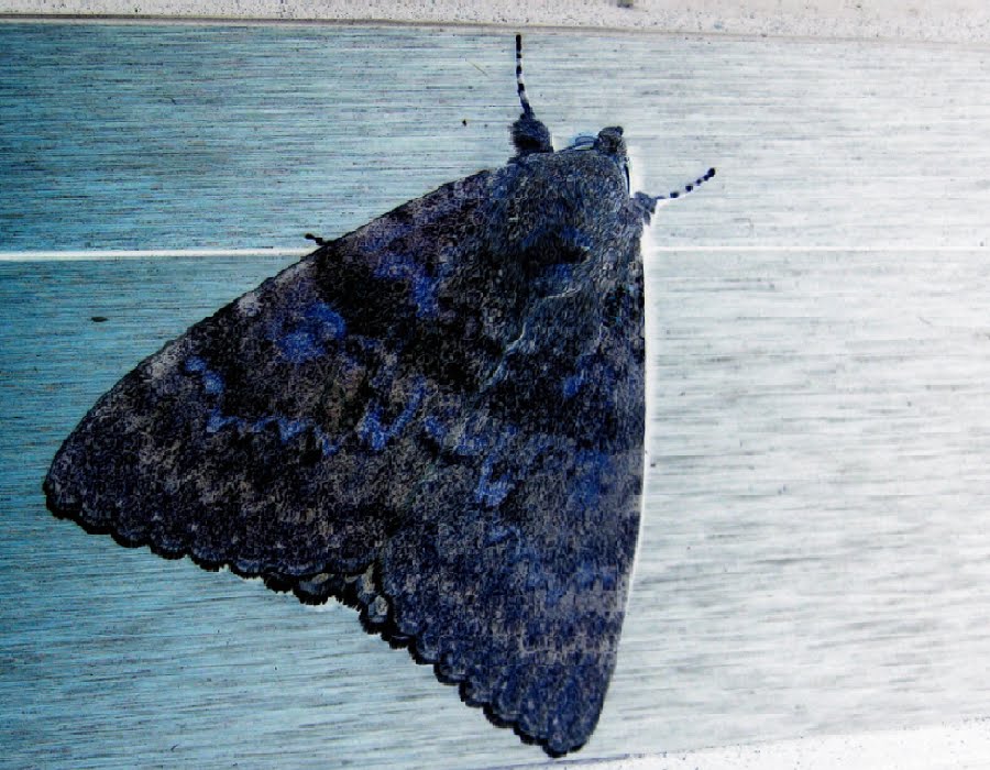 [borboleta.bmp]