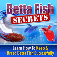 Betta Fish and Betta Fish Care
