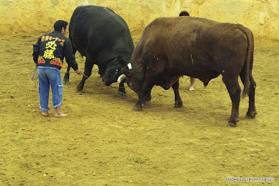 Laga Lembu