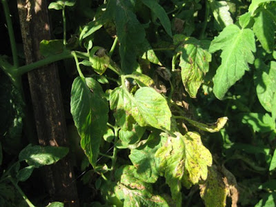 early blight resistant tomato varieties early blight resistant tomato varieties