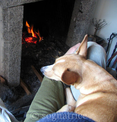 Stella on P's lap by the fire Stella on P's lap by the fire