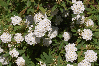 Plantas Beleza E Diversidade Plantas Ornamentais Grinalda De Noiva Spiraea Cantonensis