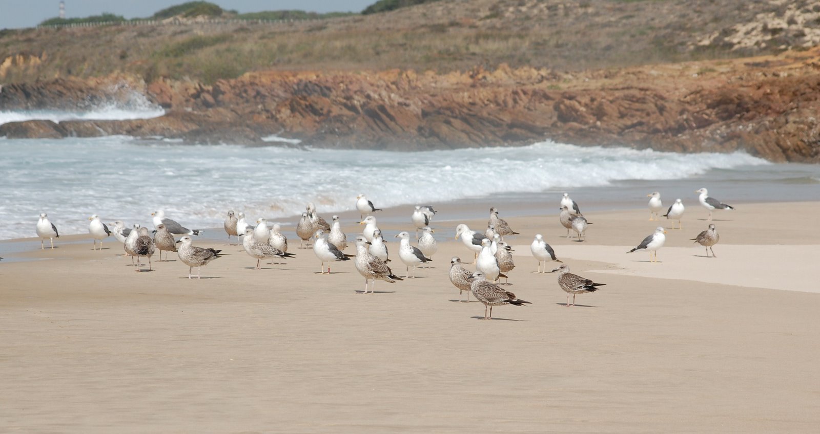 [gaivotas+-Praia+de+S.+Torpes+(Sines).JPG]