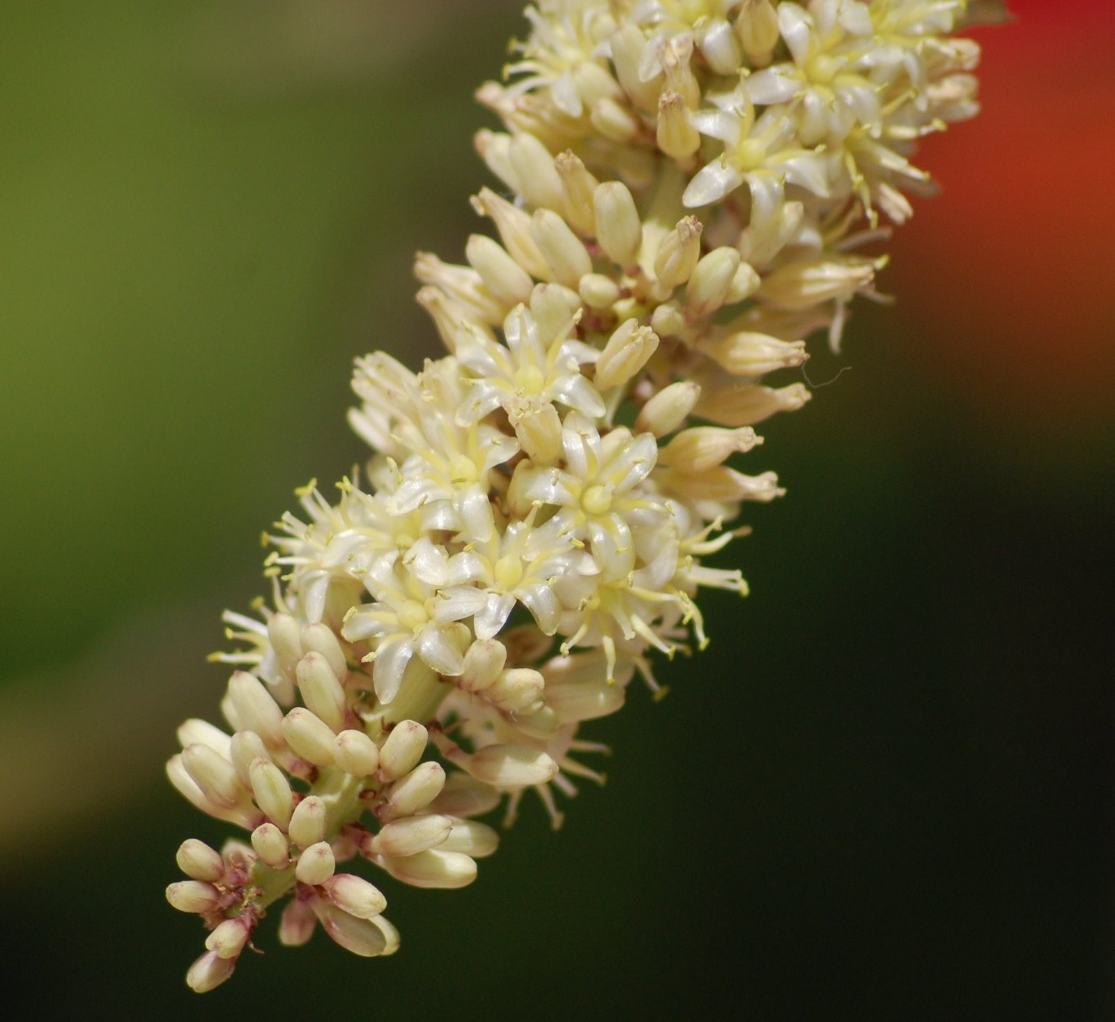 [Dragoeiro+(flor).JPG]