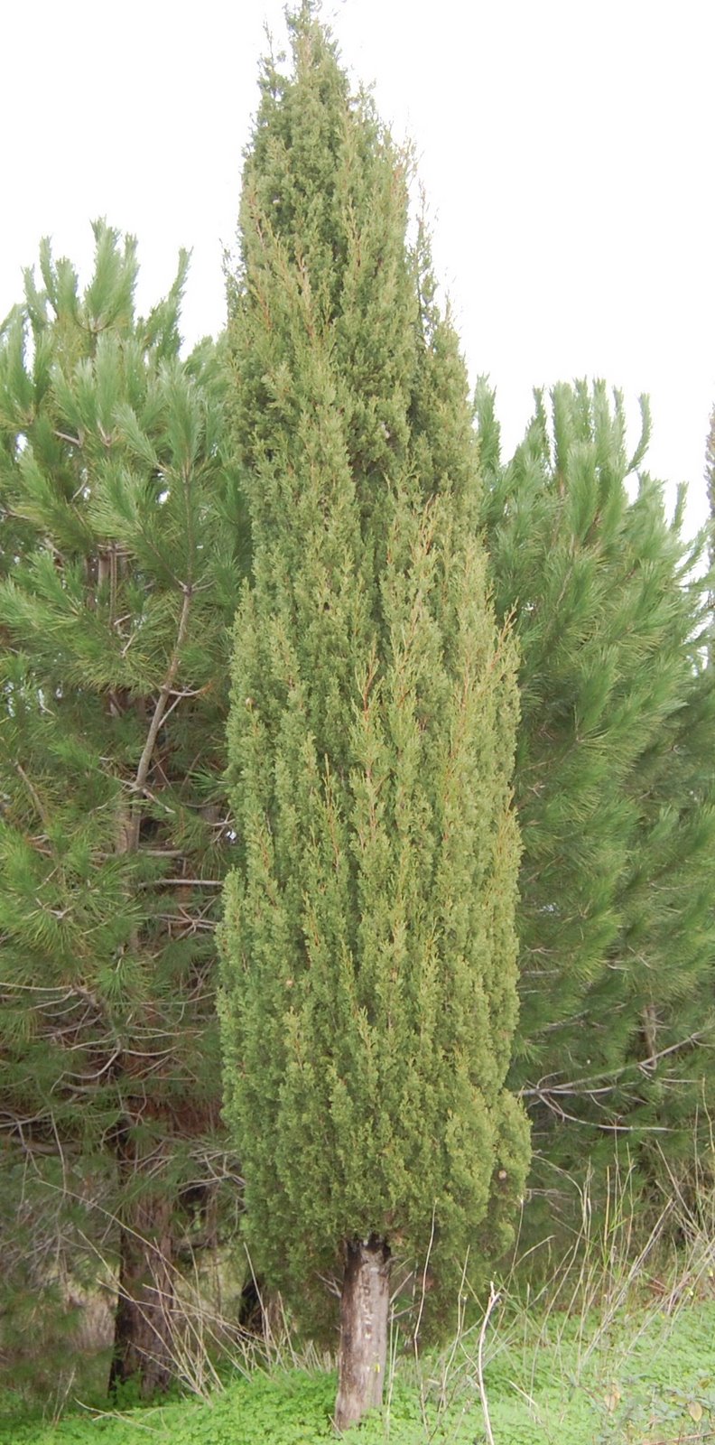 [Cupressus+sempervirens+stricta+(2).JPG]