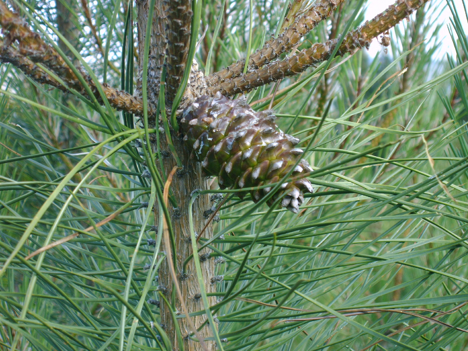 [pinheiro-bravo+(pinha).JPG]