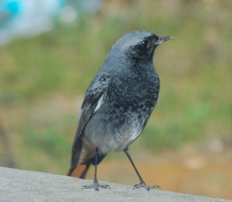 [Rabirruivo-comum+(Macho)+(33).JPG]