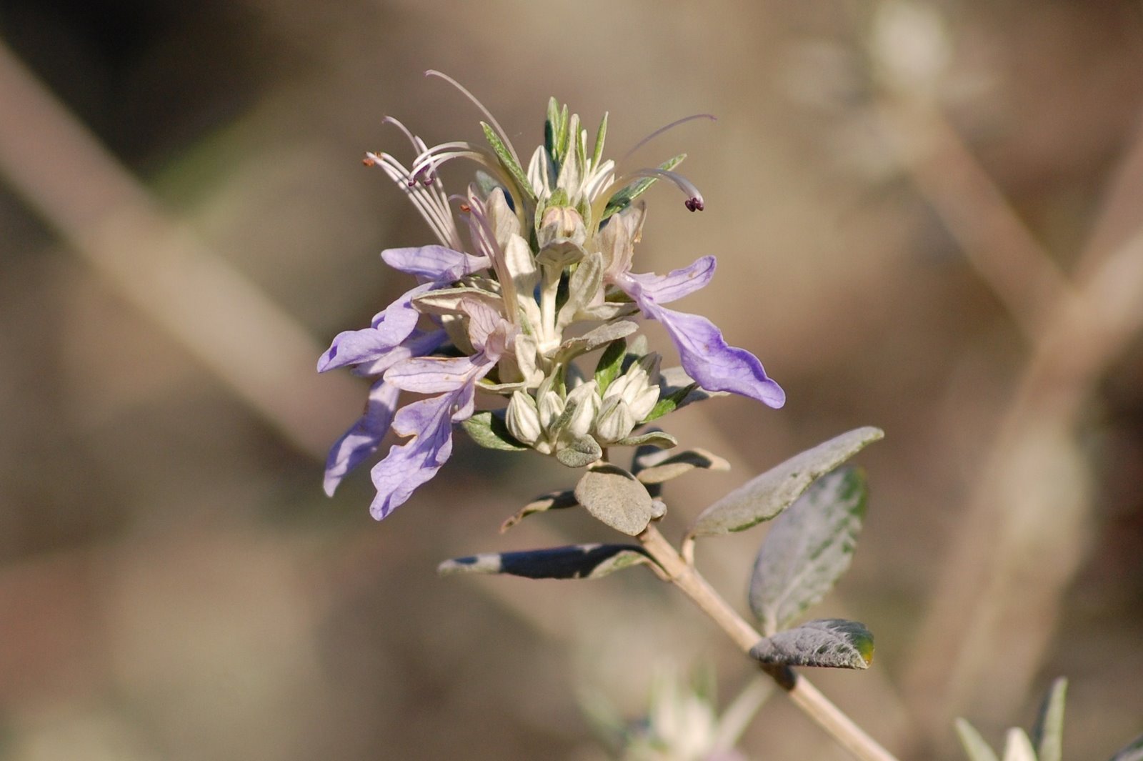 [Mato-branco+(Teucrium+fruticans).JPG]