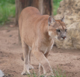 Imagens da vida animal: Puma (Puma concolor)