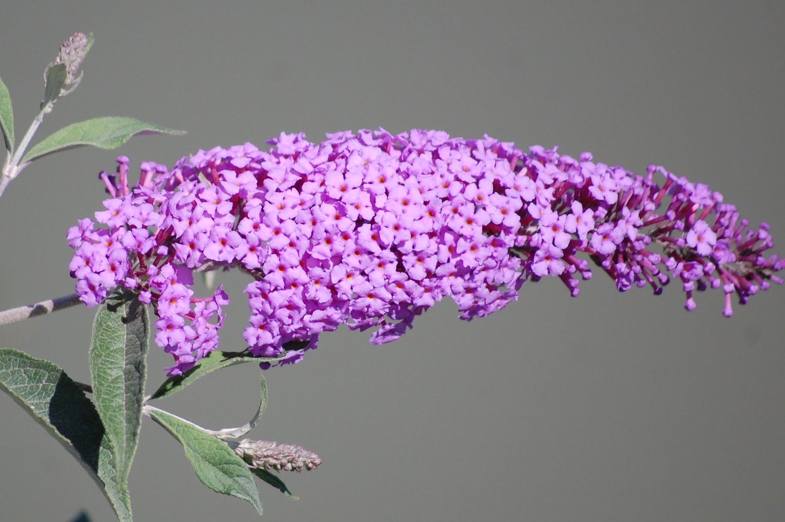 [Budleia+(Buddleja+davidii)+(2).JPG]