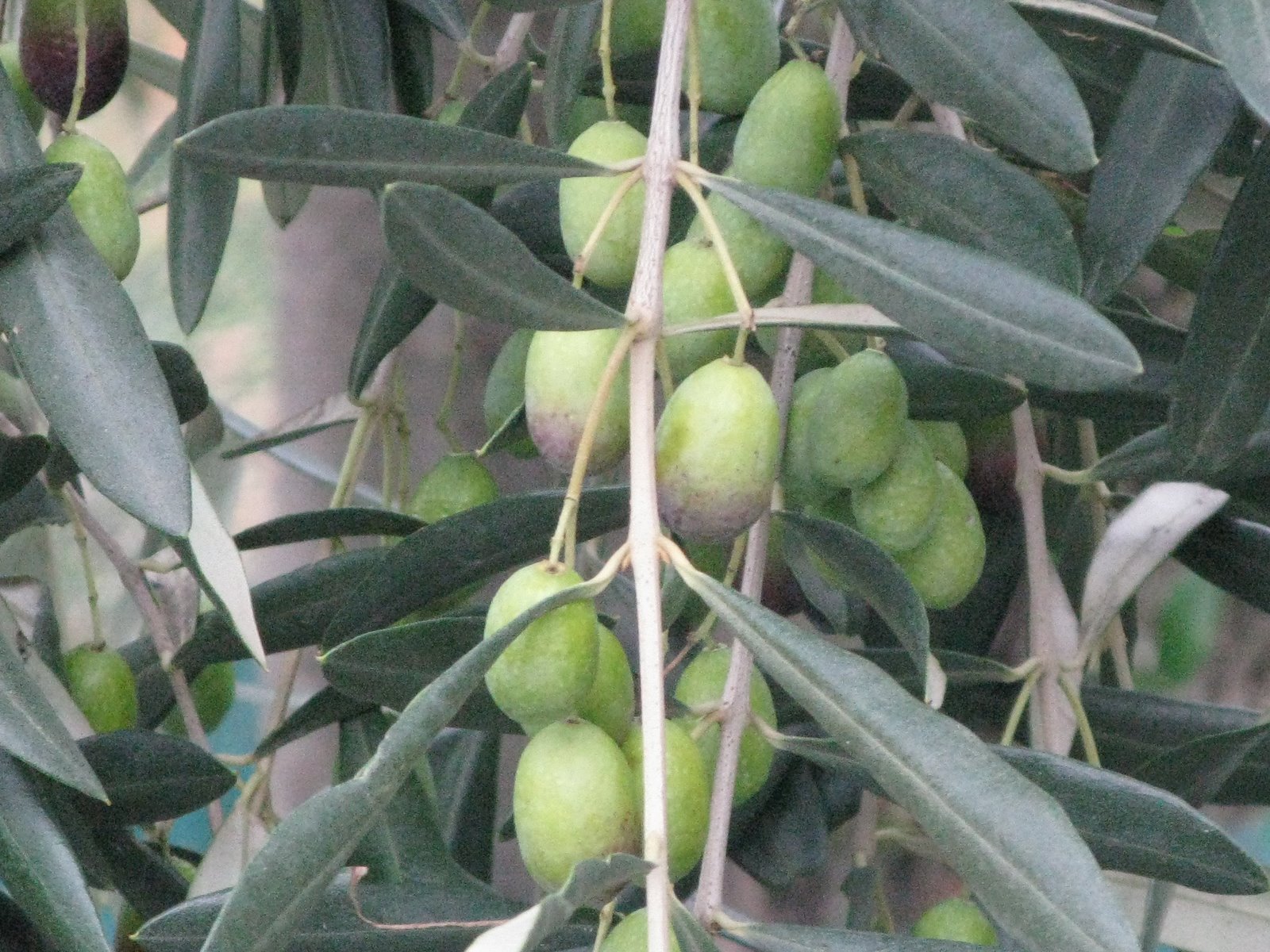 [olive+2008+005.jpg]