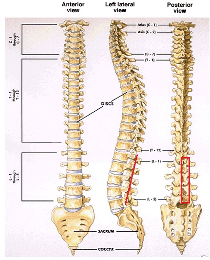 Conquering Synovial Sarcoma: Who needs a Lamina anyway? Details on