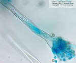 Aspergillus oryzae