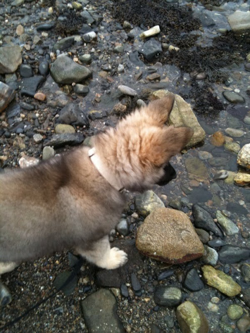 First day on a rocky beach