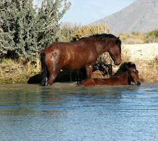 Wild Mustangs bathing