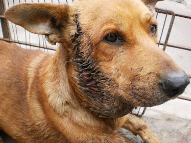 Bartolo   em tratamento