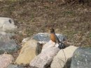 Robin on the Rocks