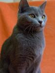 CHARTREUX