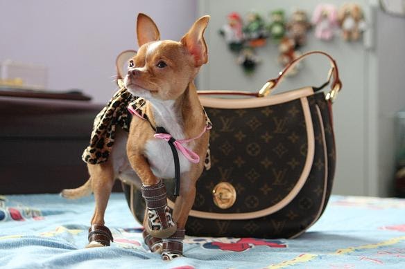 Chihuahua Louis Vuitton Dog Collars Louis Vuitton Dog Collar And Leash
