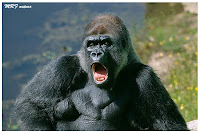 http://1.bp.blogspot.com/_ZuMwtK8pnGw/TAfhCKxHfxI/AAAAAAAAAv4/T6iLkg5Ynzc/s1600/gorilla.jpg