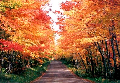 [fall-road.jpg]