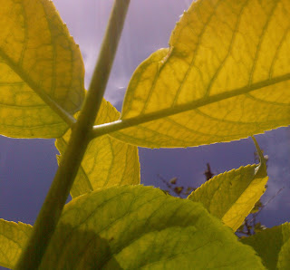 Golden Elderberry leaves