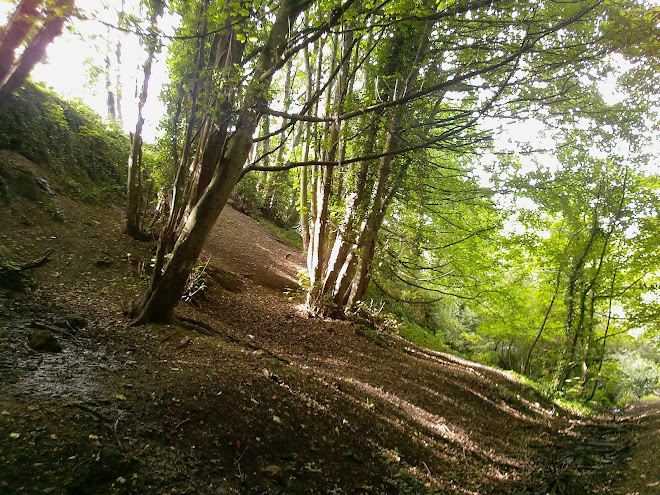 BARE BANK AND STREAM IN WOODLAND