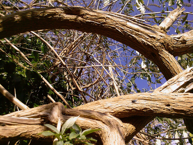 ARCH OF WOOD