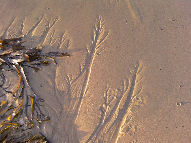 SEAWEED AND SAND
