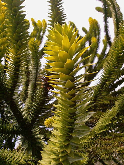 YOUNG MONKEY PUZZLE TREE