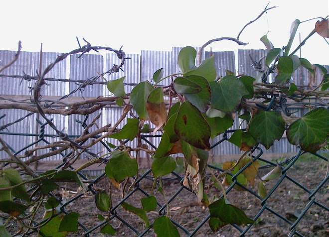 IVY AND CORRUGATED FENCING