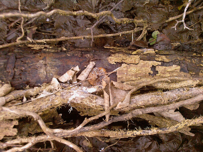 ONE OF THE LITTLE YELLOW TOADSTOOLS, NOW DEAD AND FALLEN OVER