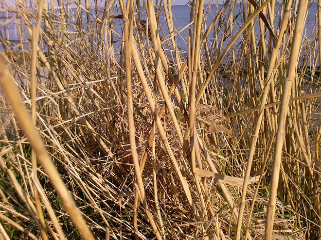 THE STEMS OF REEDS IN MARCH