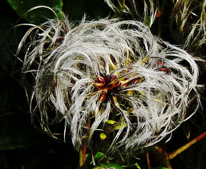 PLAYING WITH COLOUR  -  OLD MAN'S BEARD SEEDHEAD