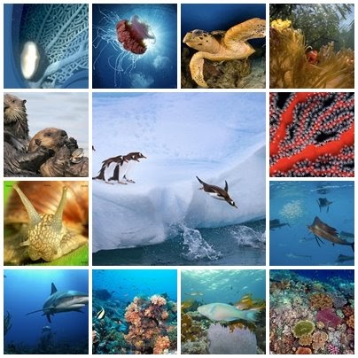 Educación: Ecosistema Marino