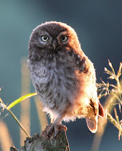 Little Owl Fledgling