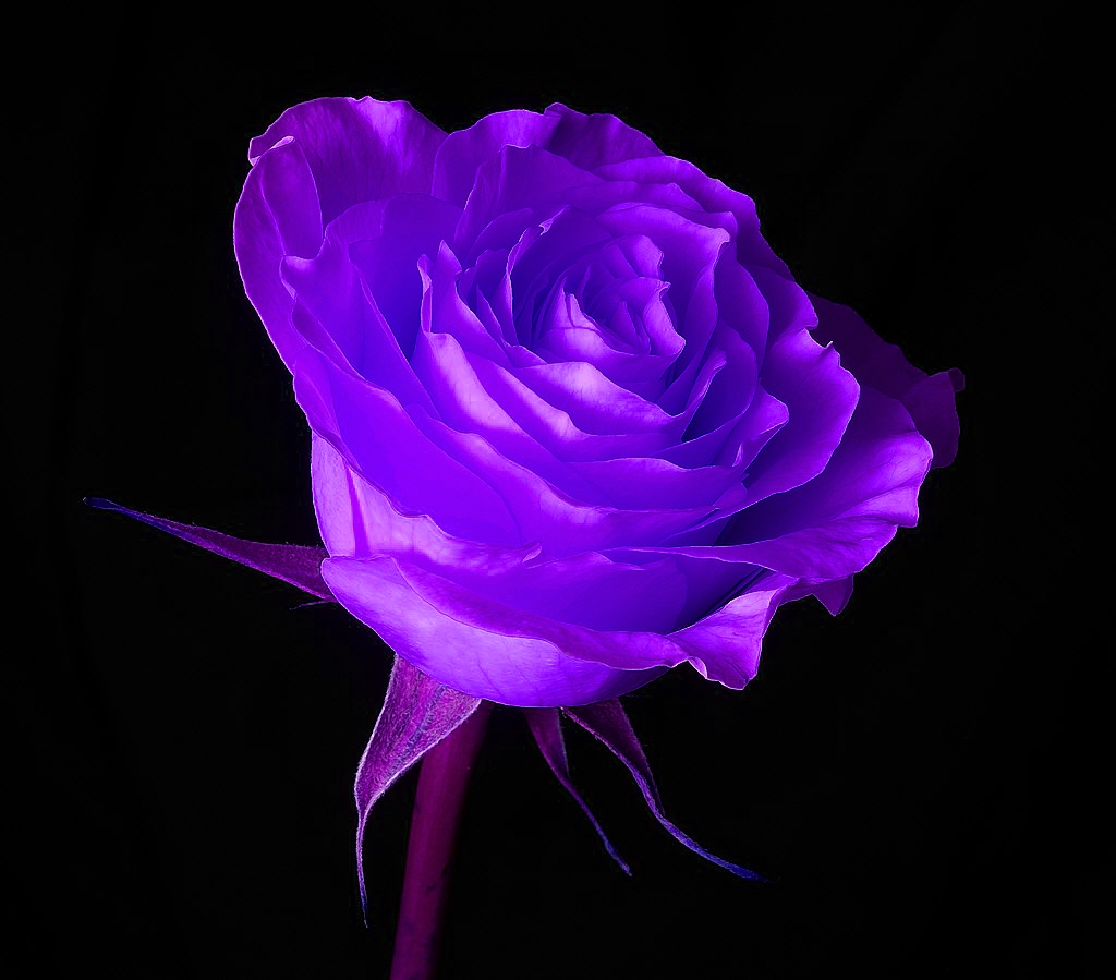 [Violet+Flower+wallpaper.jpg]