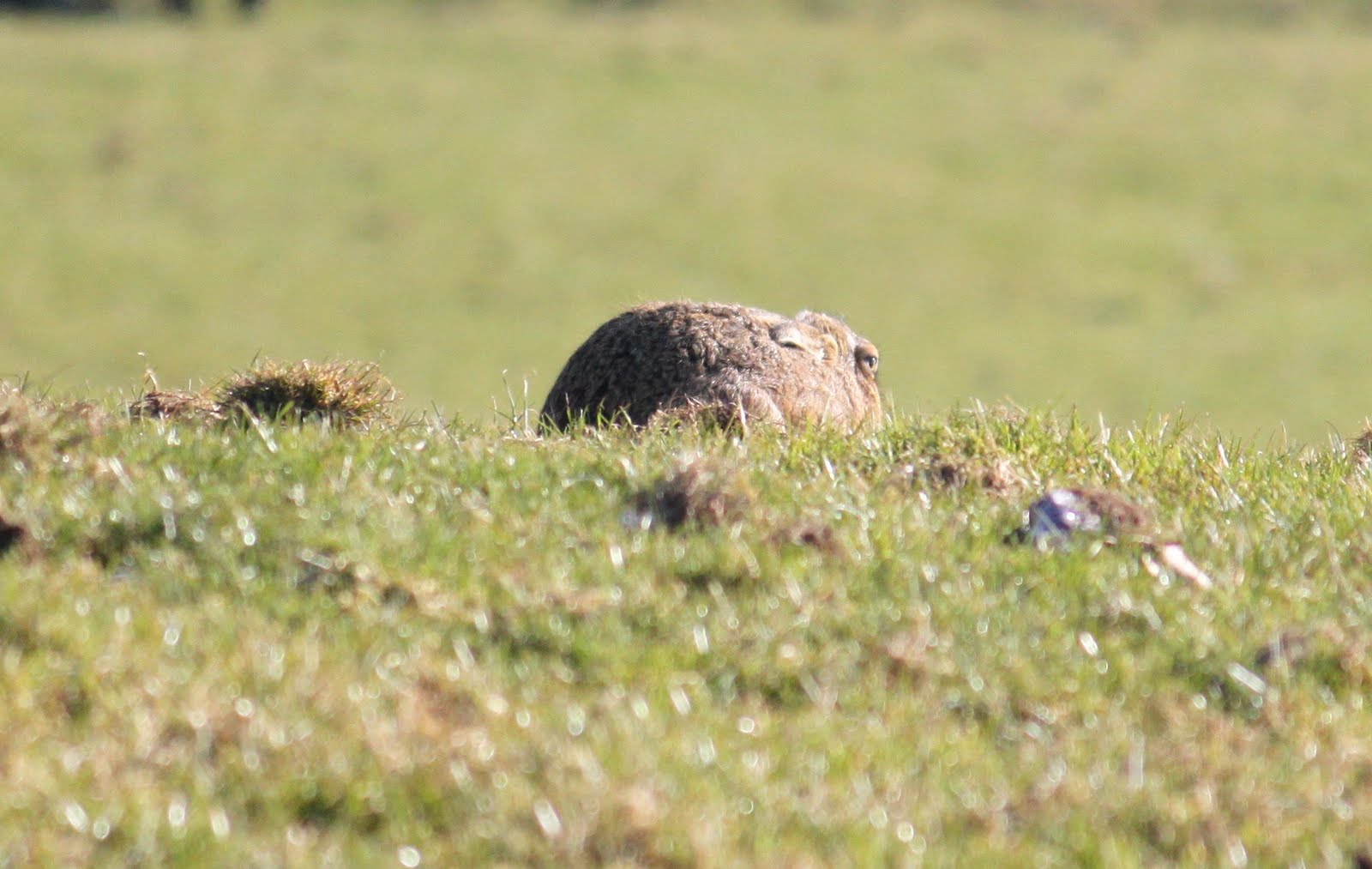 Pictures Of Hares