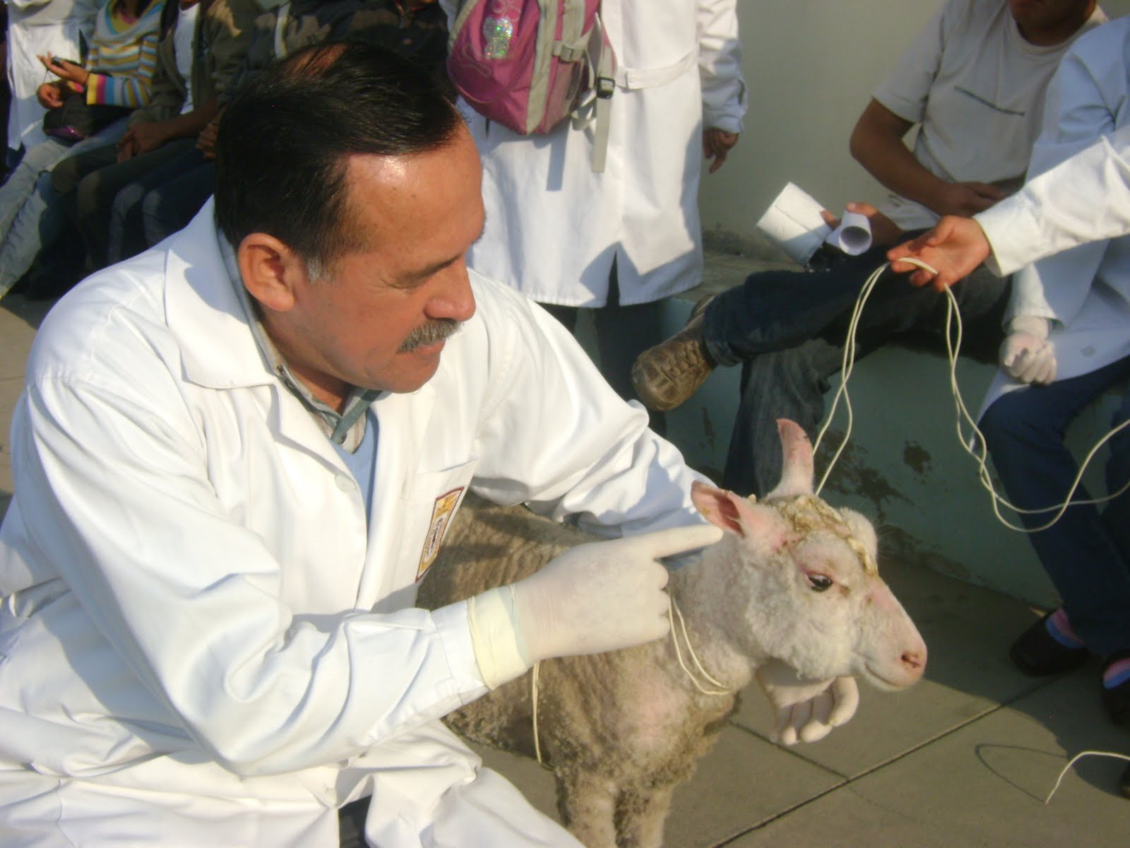 Mutaciones De Animales