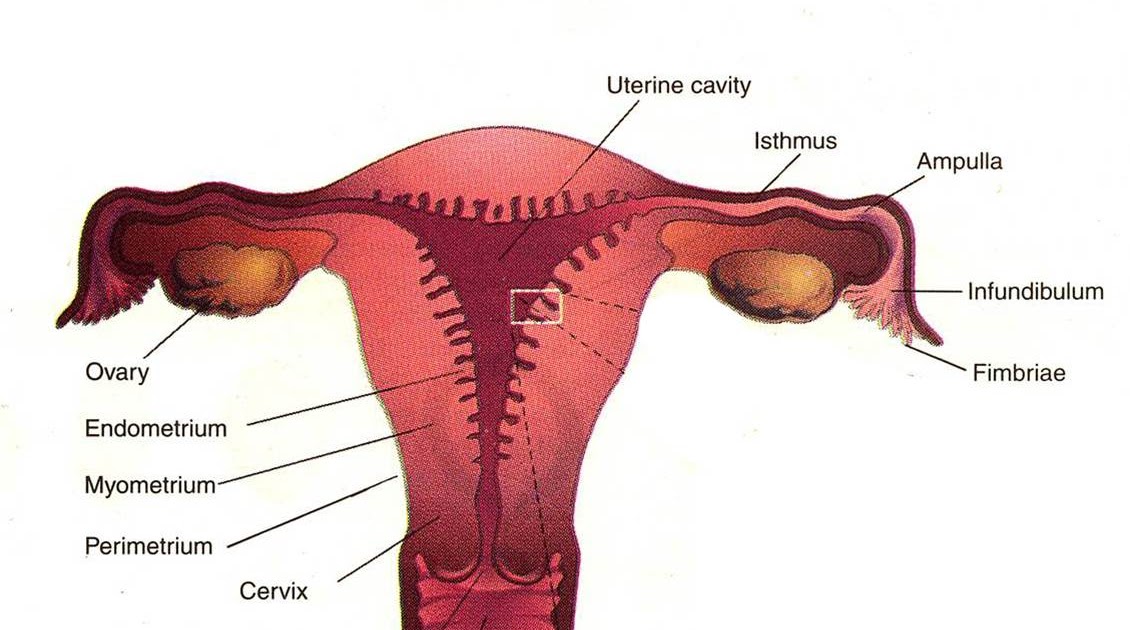 MEDICAL IMAGES: Uterus diagram of uterine tube 