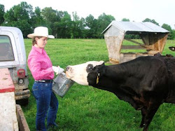 Cow to be fed