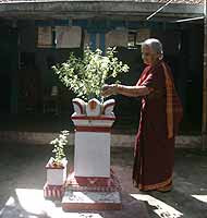 Tulsi madam
