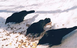 Birds- 3 Crows