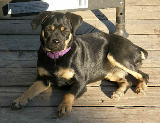 miniature pinscher and pug mix