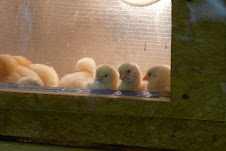 Peep! Peep! Peep!
