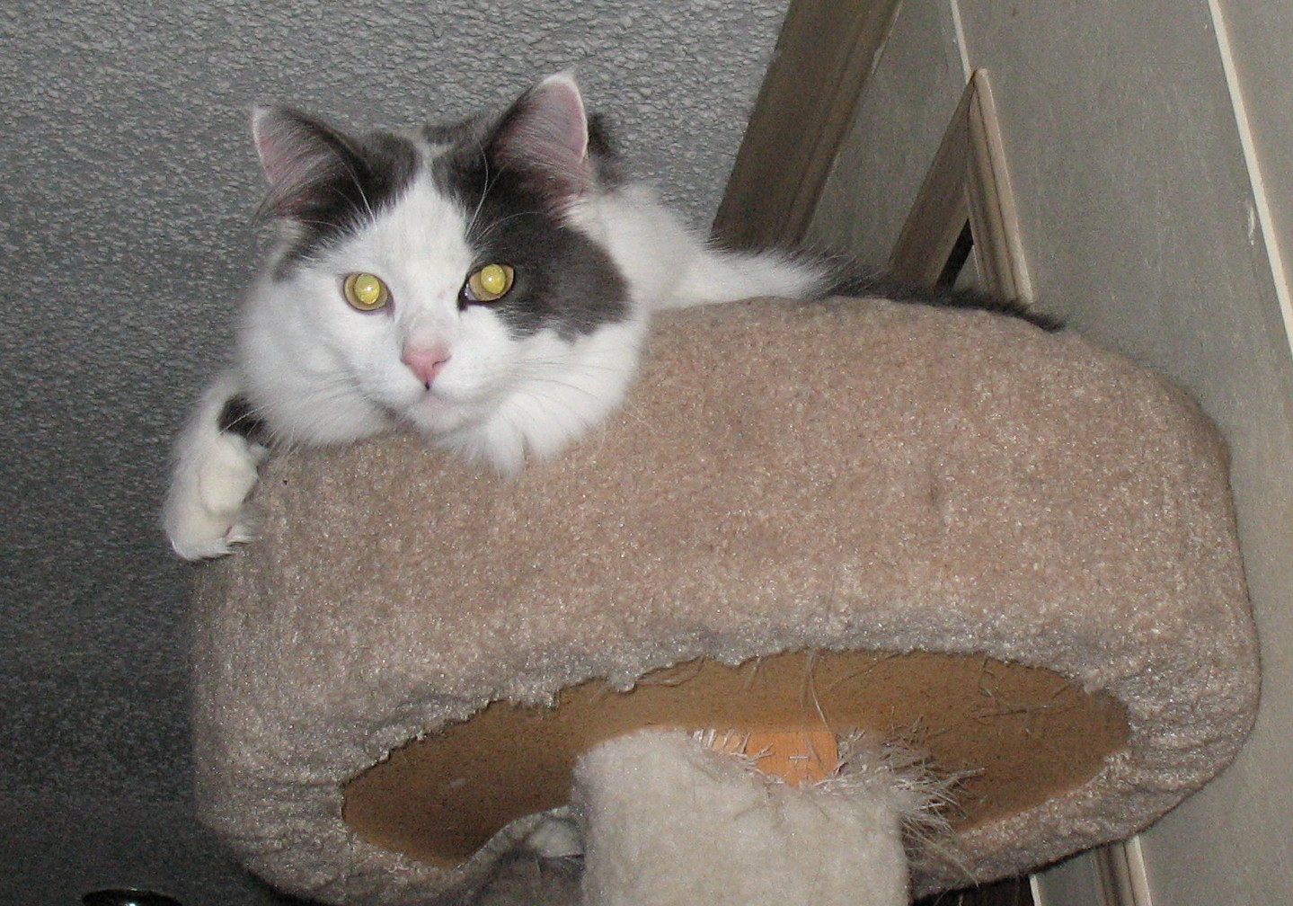 Cat Jowls