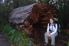 Fate of the Kauri tree in the Coromandel