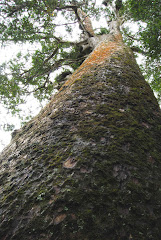 Tuahu Kauri Tree