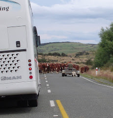 South Island traffic jam (cows being transferred from one pasture to the next)